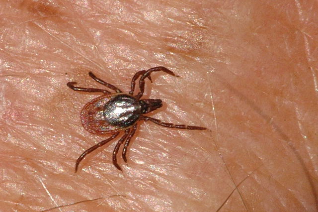 O víkendu zahrozí
klíšťata, varují experti