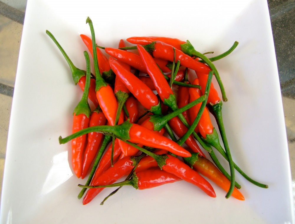 Pálivé chilli papričky,
elixír zdraví a krásy