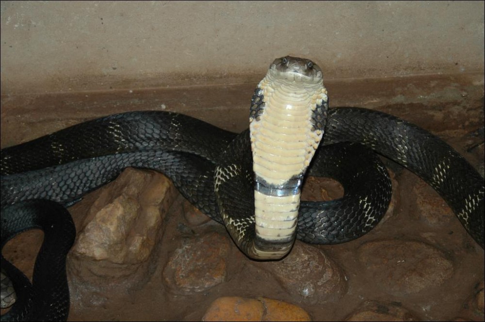 Plzeňská ZOO představí
nejjedovatější hady světa