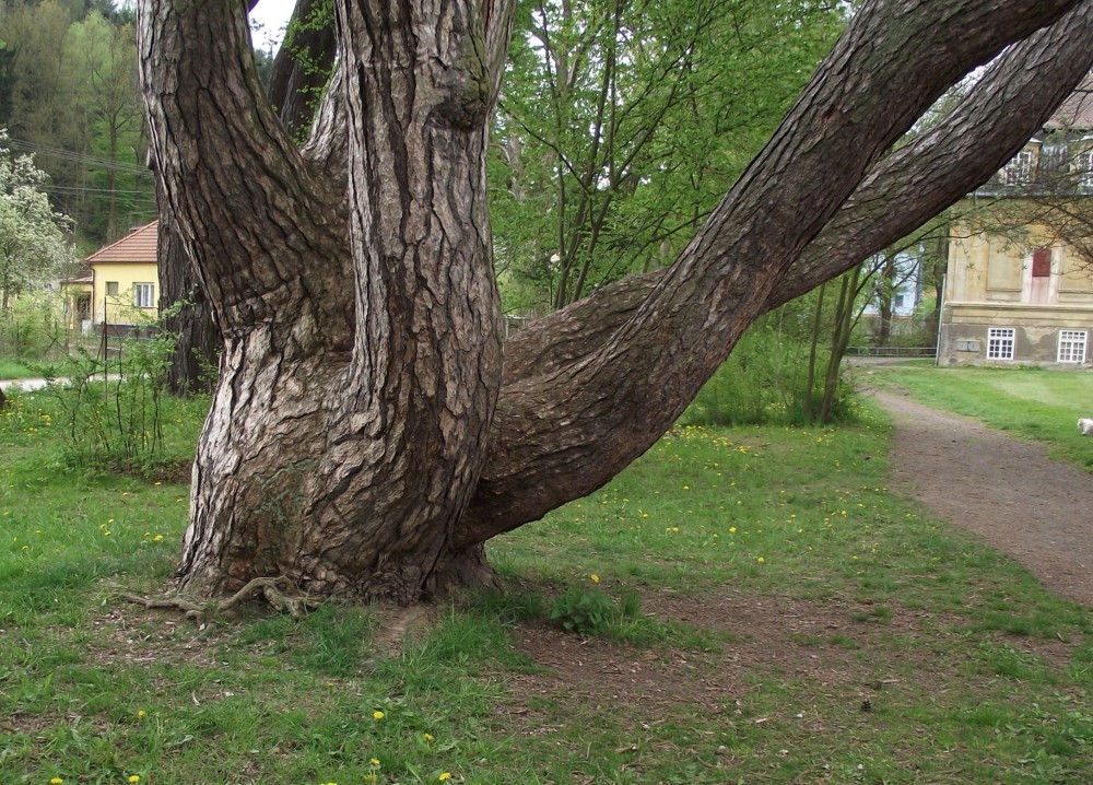 Stromem roku se stala
opatovická borovice
