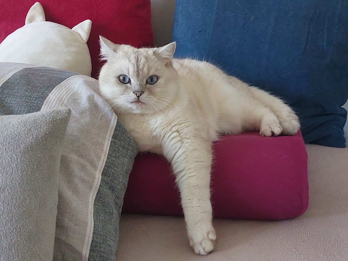 Finn