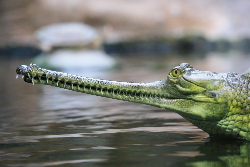 Za starý mobil zdarma
do pražské zoologické