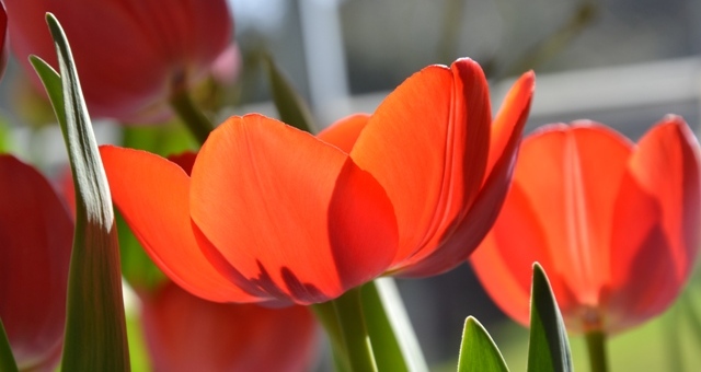 Tulipány v Královské zahradě