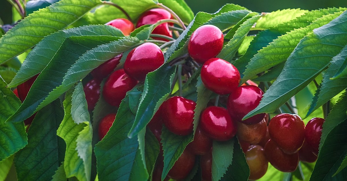 cherries-4893339_1920.jpg