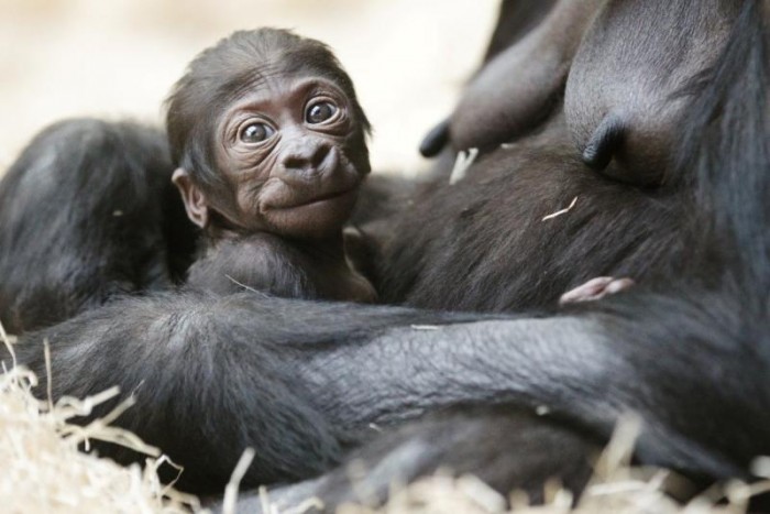 Oslavy v pražské zoo: zvířecí 
miláčci i lákavé africké tržiště
