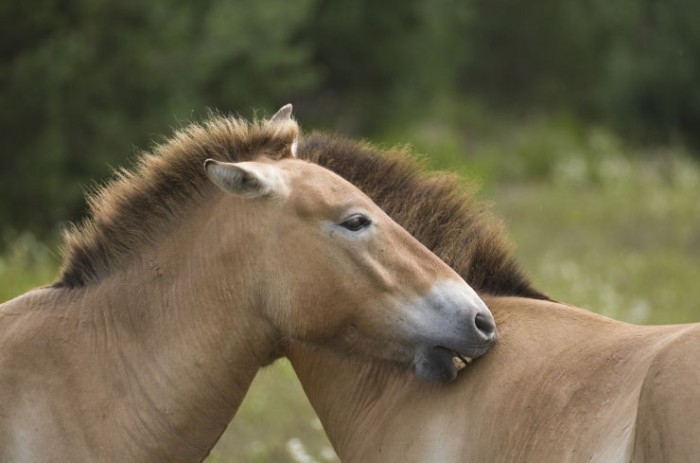 Klisny Koně Převalského
odletěly do Mongolska
