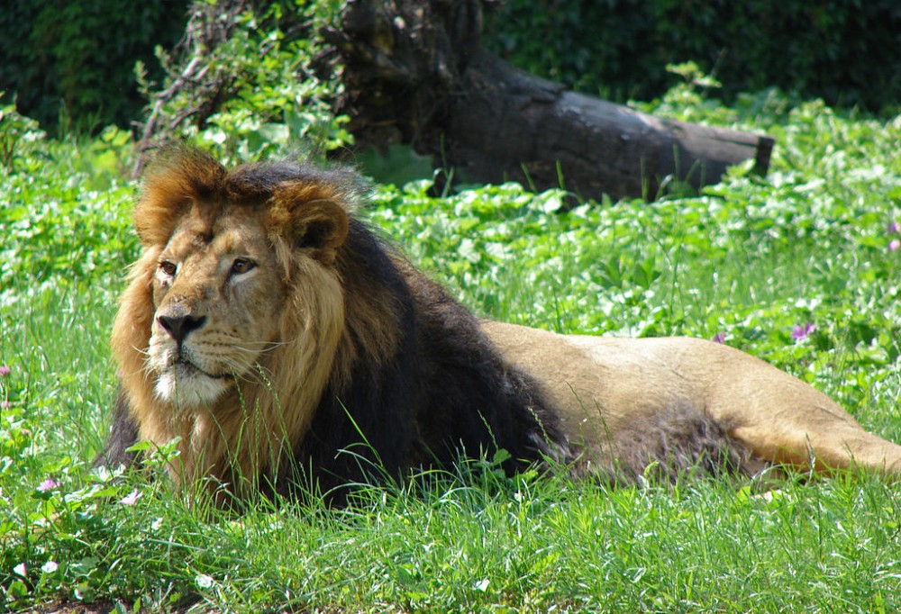 ZOO Praha dostane
vzácné indické lvy