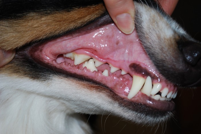 Nechte svému psovi ošetřit chrup
v pojizdné veterinární ošetřovně