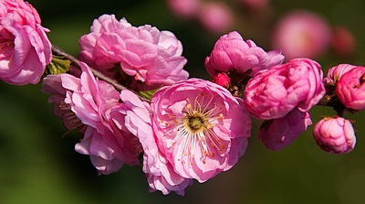 Sakura ...