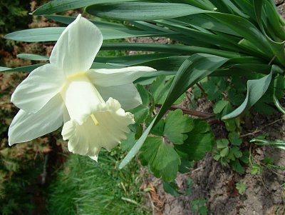 narcis