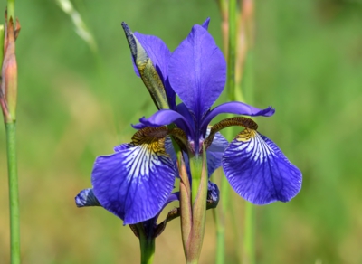 Iris