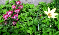 Divoké tulipány