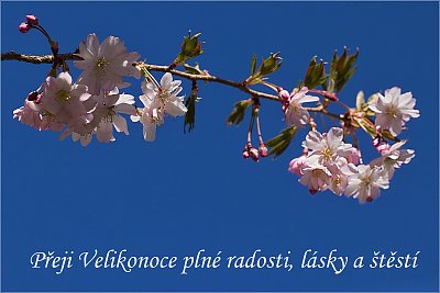 VŠEM