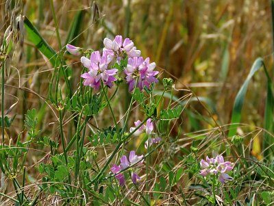 06-cicorka.jpg