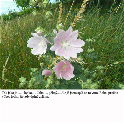 07-64.jpg