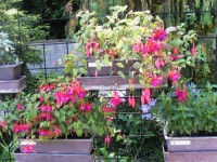 Fuchcie