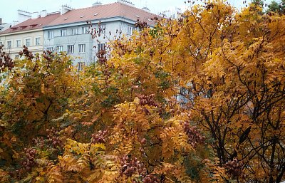 Svítel latnatý ve Vršovicích