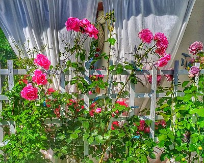 Mám ráda růže