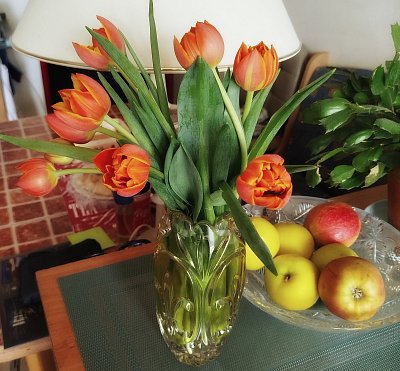 Tulipány