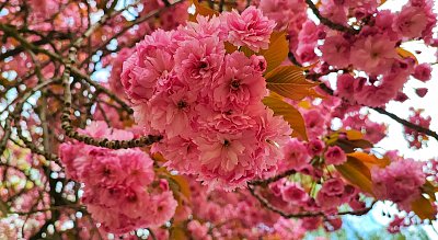 Sakura