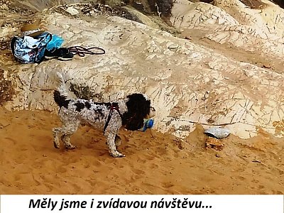 13sard8.jpg