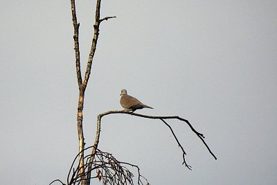 15-400.jpg