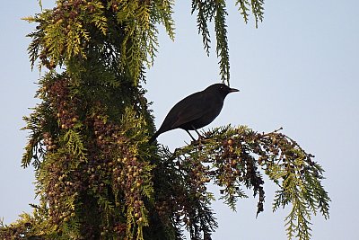 16-375.jpg