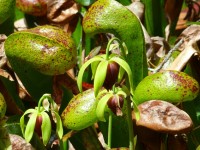 Botanická zahrada
zve na masožravky