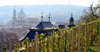 Na Svatováclavské vinici
na Hradě začalo vinobraní