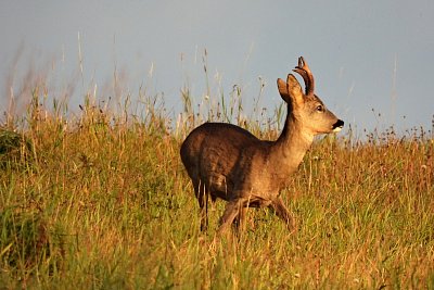 2-408.jpg