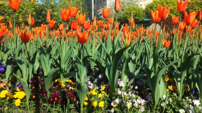 tulipány