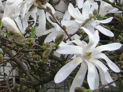 Magnolie bílá