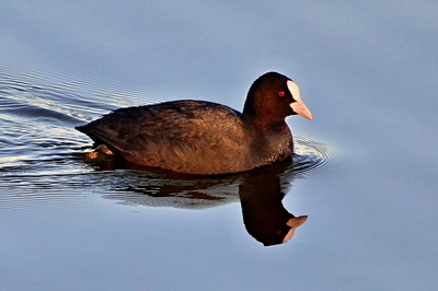 Lyska černá