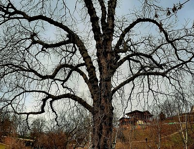 Kudrnatý strom