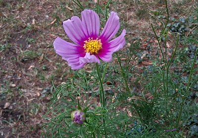 Když krásenka, tak krásenka... Cosmos bipinnatus. Podle naší babičky "pimpináta".  A z toho naše "pimpoška".