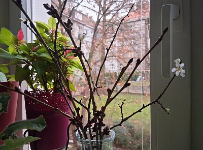 Snaživá barborka. Dnešní ranní objev * /NESOUTĚŽNÍ/
