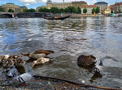 Zvěřinec na Vltavě