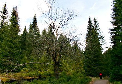 245-1398.jpg