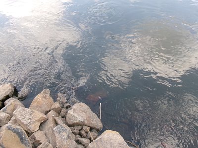 245-2770.jpg