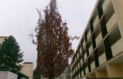 245-5392.jpg