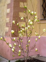 Magnolie