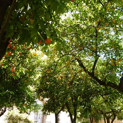Citrusy