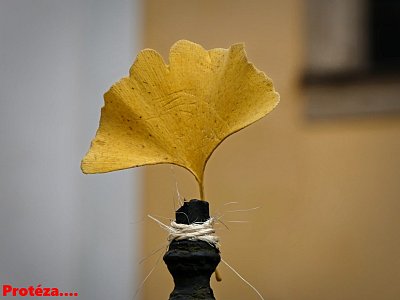 43p1160554e.jpg