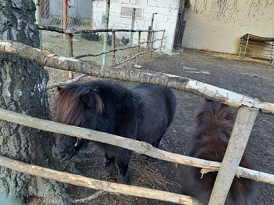 6.-ponici.gif