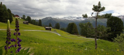 Alpská louka...FD