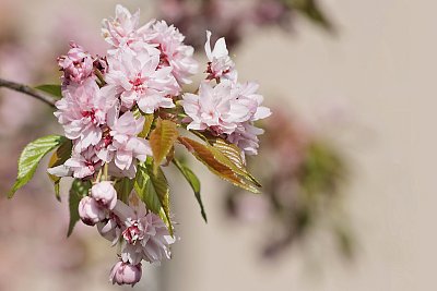Sakura