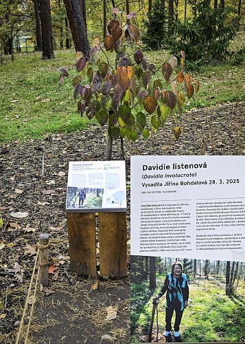 Davidie listenová