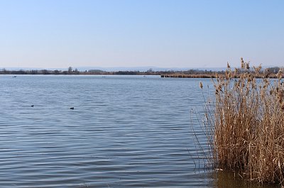 Rybník u Tovačova
