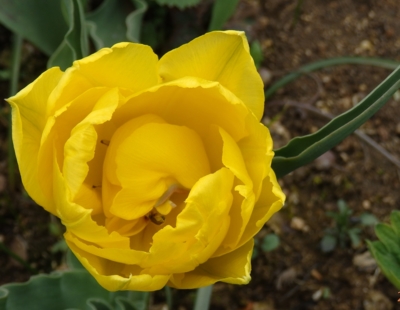 Botanický tulipán
