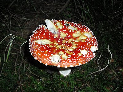 Krasavice